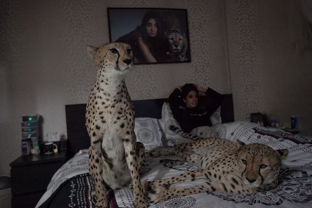 تلبية الكويتيين الذين يعيشون مع الفهود حيواناتهم الاليفة